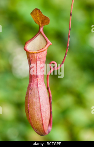 Chiudere in su su una Nepenthes Foto Stock