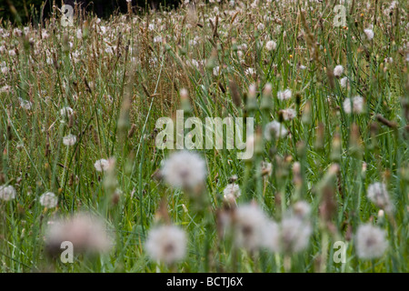 Un campo di tarassaco che una volta fiorito siedono ora riempito con semi pronto a dare la rinascita al campo. Foto Stock