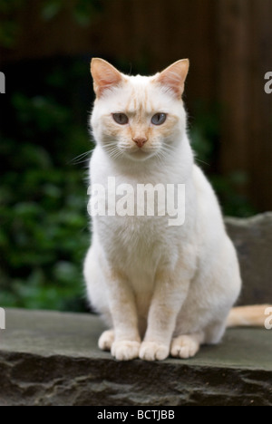 Giovani mix siamese gatto Foto Stock