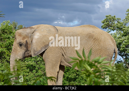 Elefante africano Foto Stock