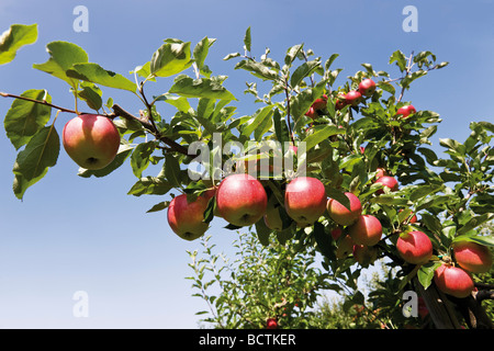 Le mele rosse su un ramo Foto Stock