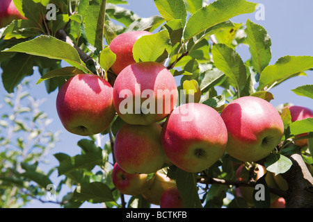 Le mele rosse su un ramo Foto Stock