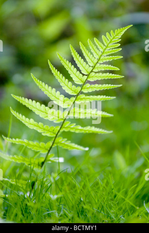 Un verde felce che cresce su un pavimento di bosco in Gran Bretagna Foto Stock