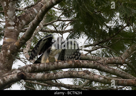 Arpia Aquila Harpia harpyia Brasile Foto Stock