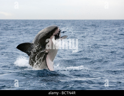 Il grande squalo bianco Carcharodon carcharias violare per guarnizione decoy isola False Bay Città del Capo Sud Africa Foto Stock