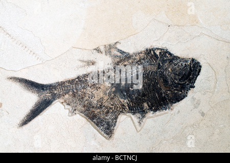 I pesci fossili dentatus Dyplomystus Green River Formazione, Wyoming usa, da Dominique Braud/Dembinsky Foto Assoc Foto Stock