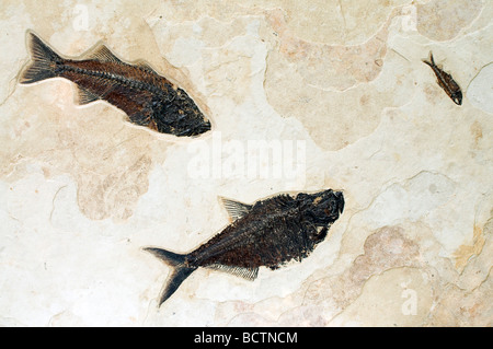 Pesci fossili Dyplomystus dentatus Mioplosus labracoides Knightia eocaena Green River formazione Wyoming USA Foto Stock