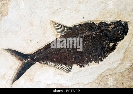 Fossile di pesce Diplomystus dentatus Green River formazione Wyoming USA Foto Stock