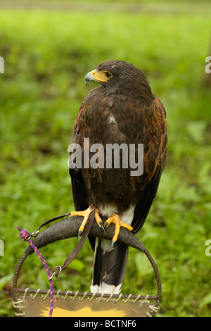 Harris Bussard Parabuteo unicinctus Harris Hawk o Bay Falco alato Parabuteo unicinctus Foto Stock