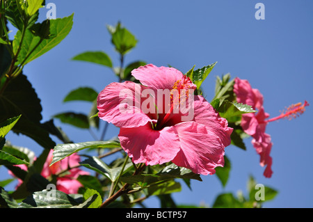 Rosa fiori di ibisco, Malaga, Costa del Sol, provincia di Malaga, Andalusia, Spagna Foto Stock