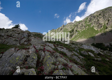 Il Parc National Du Mercantour, Alpi del Sud, Francia - vicino a Lac De Trecolpas. Foto Stock