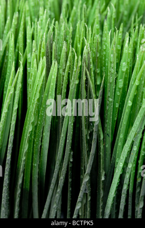 Un verticale close up di rugiada sull'erba verde Foto Stock