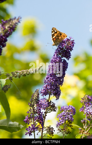 Dipinto di Lady butterfly alimentazione su buddleja in un giardino inglese Foto Stock