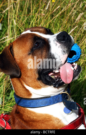 Cane Boxer exhibitting una gamma di espressione del viso Foto Stock