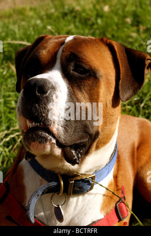 Cane Boxer exhibitting una gamma di espressione del viso Foto Stock