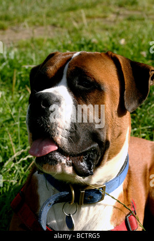 Cane Boxer exhibitting una gamma di espressione del viso Foto Stock