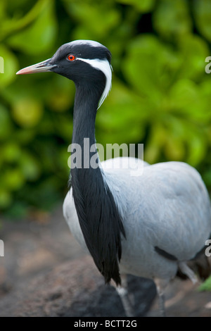 Demoiselle gru o bella Signora gru Grand Hyatt Kauai Hawaii Foto Stock