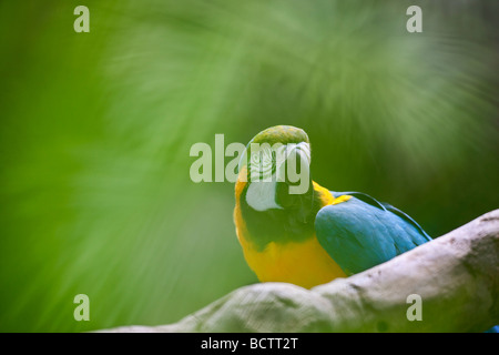 Macaw attraverso la vegetazione Grand Hyatt Kauai Hawaii Foto Stock