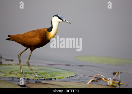 Jacana africana (Actophilornis africana) sul fiume Chobe, Chobe National Park, Botswana, Africa Foto Stock