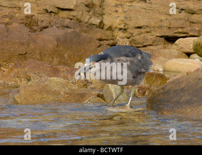 Nero notte incoronato Heron la cattura di pesce Foto Stock