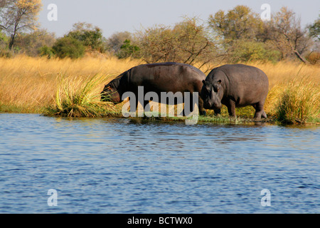 Due ippopotami (Hippopotamus amphibius) in piedi sul lungofiume, fiume Kwando, Namibia Foto Stock