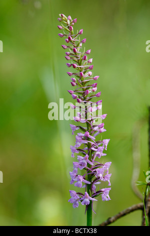 Fragranti Orchidea (Gymnadenia conopsea), Orchidea Foto Stock