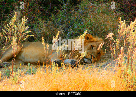 Lion (Panthera leo) giacente al di sotto di un thorn bush, Okavango Delta, Botswana Foto Stock