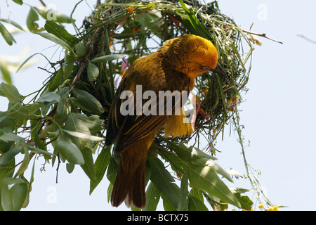 Un maschio giallo finch lavora sulla costruzione di un nido da erba e ramoscelli nel Northern Cape Provincia del Sud Africa. Foto Stock