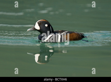 Harlequin Duck - Maschio di cattura sono emerse di recente le mosche dal lago Histrionicus histrionicus Canadian Rocky Mountains Alberta, Canada Foto Stock