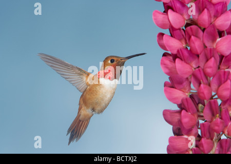 Rufous Hummingbird alimentazione maschio a fiore di lupino Selasphorus rufus British Columbia Canada BI018725 Foto Stock