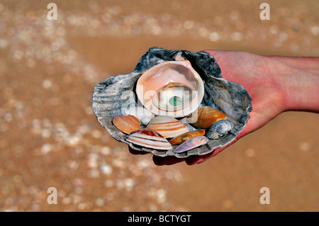 Portogallo Alentejo: Donna mostra collezione di conchiglie sulla spiaggia di Melides Foto Stock