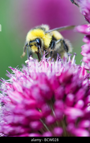 Bumble Bee alimentazione su allium sphaerocephalon fiore in un giardino inglese Foto Stock