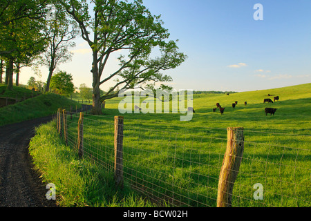 Bestiame al pascolo lungo la strada di campagna in Swoope Shenandoah Valley Virginia Foto Stock