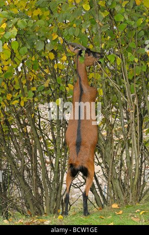 Capra domestica, tedesco è migliorata Fawn (Capra aegagrus hircus) in piedi sulle zampe posteriori al fine di alimentare su foglie di una siepe Foto Stock