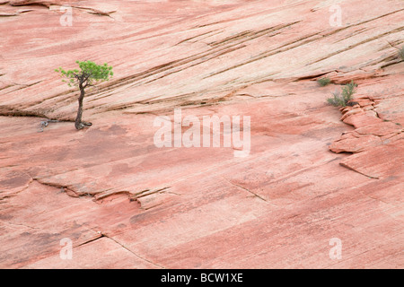 Albero che cresce sulla formazione di roccia in condizioni di asciutto Foto Stock