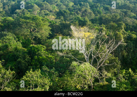 Foresta Amazzonica visto da una tettoia torre stato Cristalino Parco Alta Floresta Mato Grosso del Brasile Foto Stock