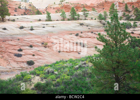 Parco Nazionale di Zion, Utah, Stati Uniti d'America, wild west Foto Stock