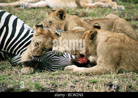 Giovani leoni iniziare l'alimentazione su appena ucciso Zebra comune Riserva Nazionale di Masai Mara Kenya Africa orientale Foto Stock