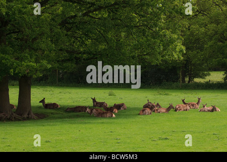 Red Deer Cervus elaphus in appoggio sotto gli alberi presso il British Centro faunistico Surrey in Inghilterra Foto Stock