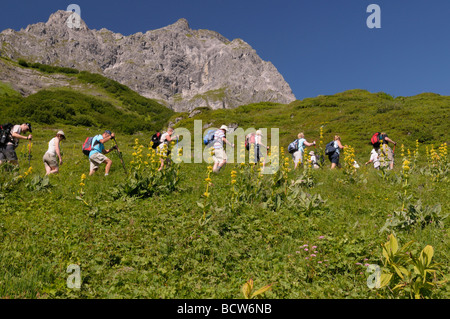 Grande giallo (genziana lutea Gentiana). Gli escursionisti che attraversa un prato con piante in fiore Foto Stock