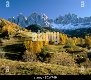 Maddalena, Geislergruppe montagne, larici, autunno, Villnoess valley, Alto Adige, Italia, Europa Foto Stock