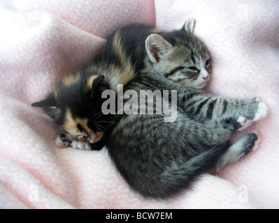 2 gattini addormentato Foto Stock