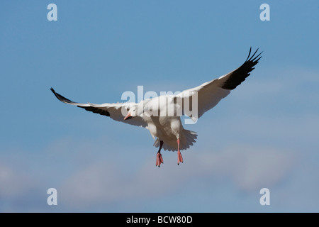 Snow Goose Chen caerulescens adulto sbarco Bosque del Apache National Wildlife Refuge Nuovo Messico USA Foto Stock