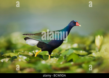 Pollo Sultano Porphyrula martinica adulto camminando sul giallo piazzole di ninfea Nymphaea mexicana Sinton Corpus Christi Texas Foto Stock