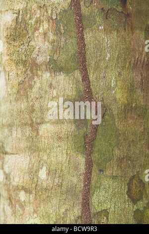 Termite spp. Nasutitermes spp. con tetti di "corridoi' per proteggere i lavoratori su albero nella Vallée de Mai, Praslin, Seychelles in maggio. Foto Stock