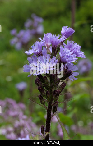 Alpine Blu-sow-thistle (Cicerbita alpina), fiori Foto Stock
