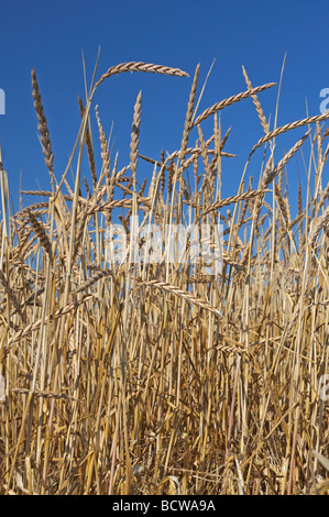 (Spelta Triticum spelta), il campo di grano maturo Foto Stock