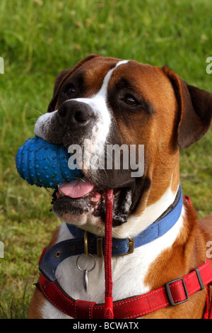 Cane Boxer exhibitting una gamma di espressione del viso Foto Stock