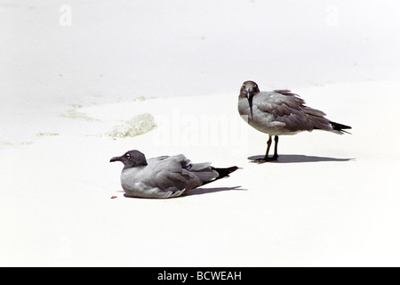 Due gabbiani di lava ((Larus fuliginosus) sulla spiaggia Isabela Island, Galapagos , uccello raro e grande per un gabbiano. Foto Stock