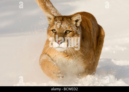 Mountain lion (Puma concolor) in esecuzione in una coperta di neve campo Foto Stock